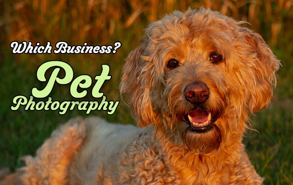 Which Business? – Pet Photography